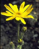 Arnica; Cosmetica Kruiden A-Style beautyfarm (Utrecht)